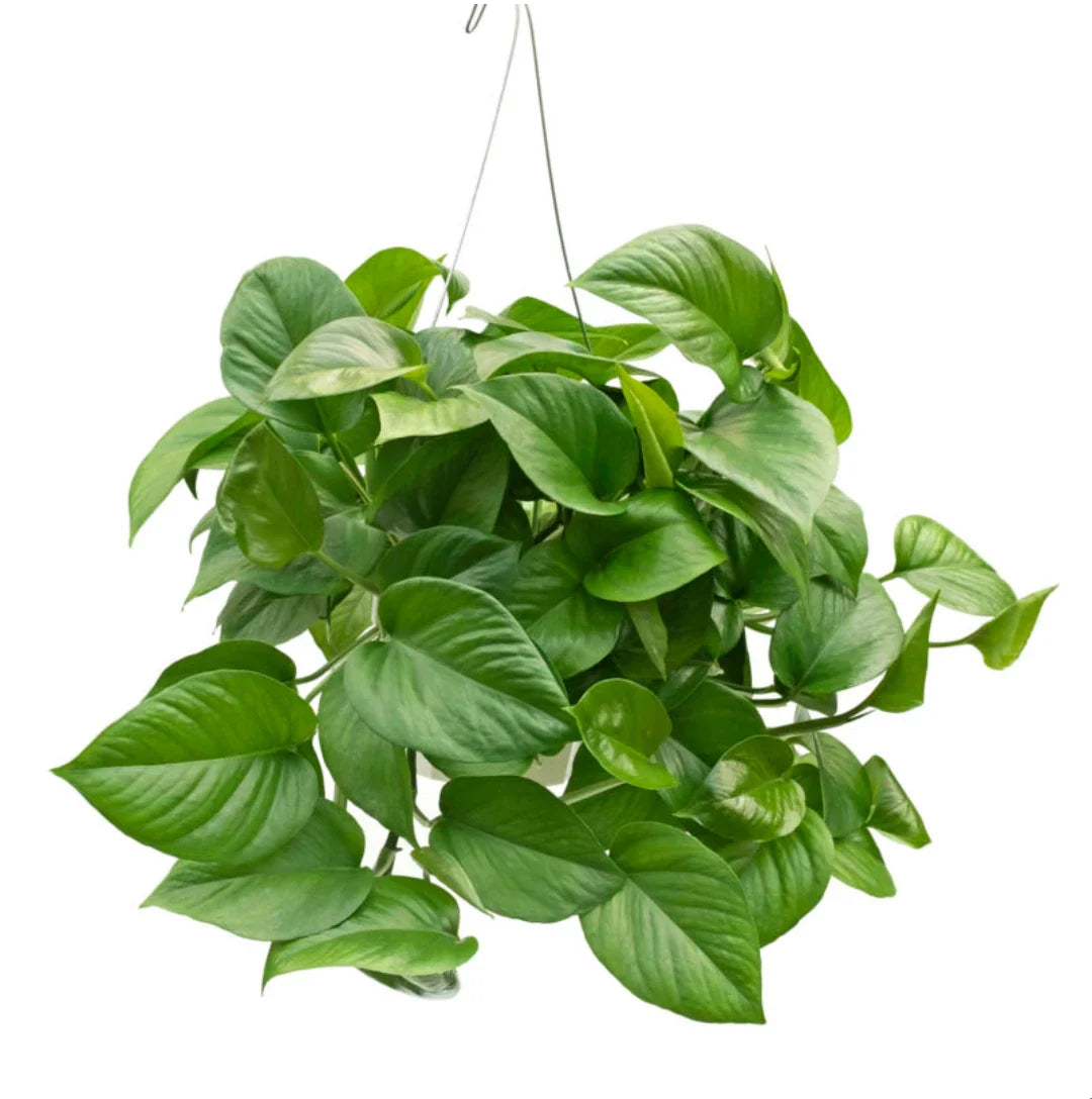 pothos jade Jade Pothos