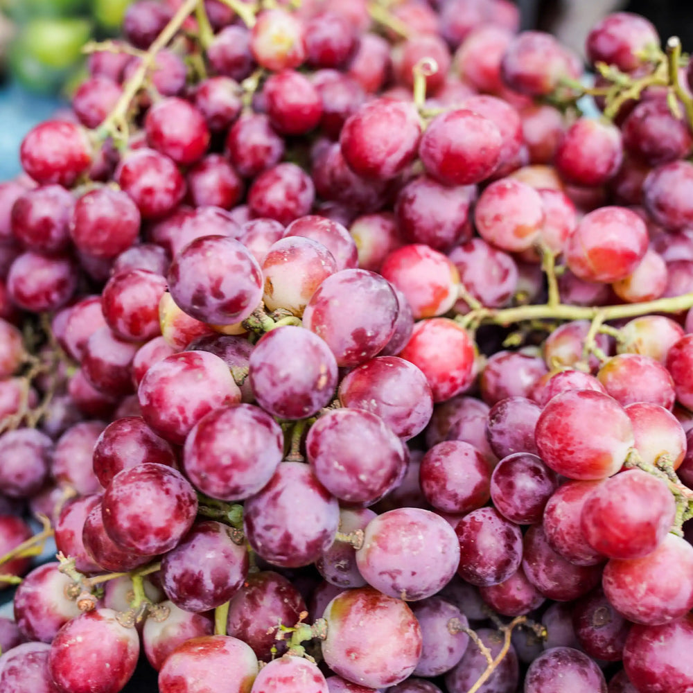 grape seeds for planting for sale Extra Large Red Seeded Grapes